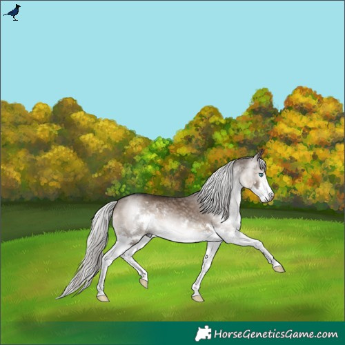 Horse Color:Gray Silver Brown Dun Splash 