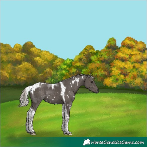 Horse Color:White Spotted Silver Black Tobiano 