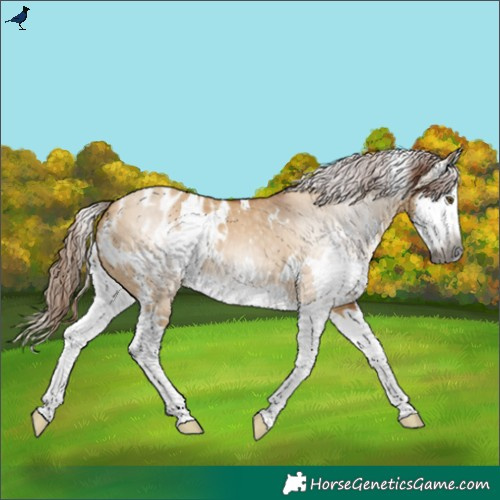 Horse Color:Gray White Spotted Red Dun Splash Appaloosa 