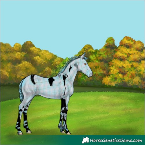 Horse Color:ERROR: UNKNOWN ANOMALY