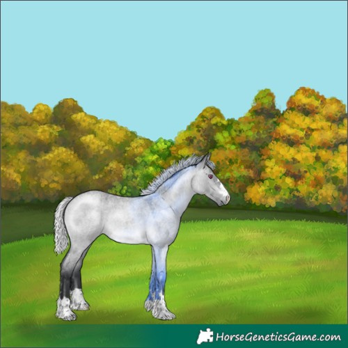 Horse Color:Silver Brown Chinchilla Roan Dun 