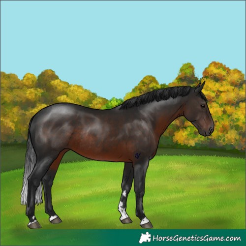 Horse Color:Gray Brown Rabicano 