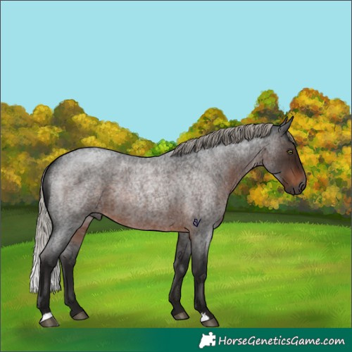 Horse Color:Gray Silver Brown Roan Rabicano 