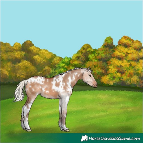 Horse Color:White Spotted Silver Bay Dun 