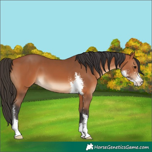 Horse Color:Bay Sabino 