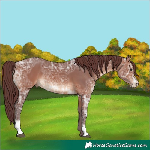 Horse Color:Chocolate Brown Ice Sabino 