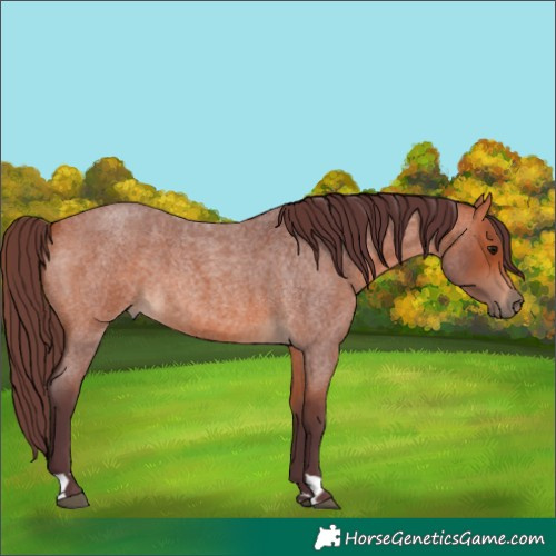 Horse Color:Chocolate Bay Roan 