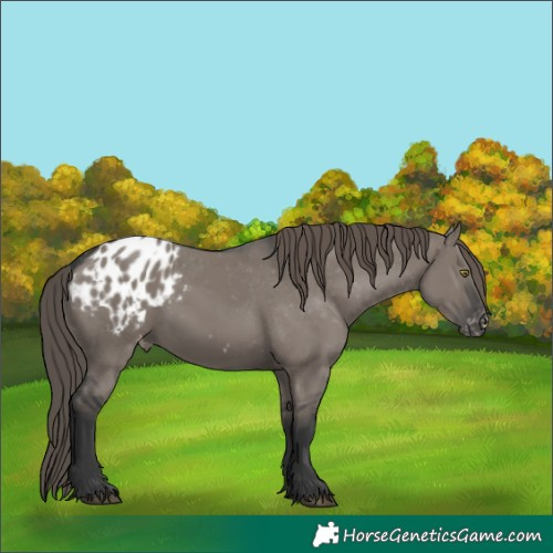 Horse Color:Grullo Blanket 