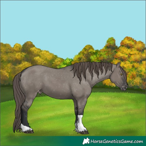 Horse Color:Grullo Tobiano Varnish 
