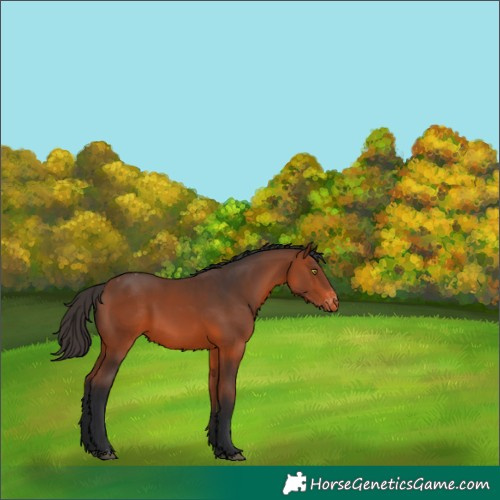 Horse Color:Bay Appaloosa 