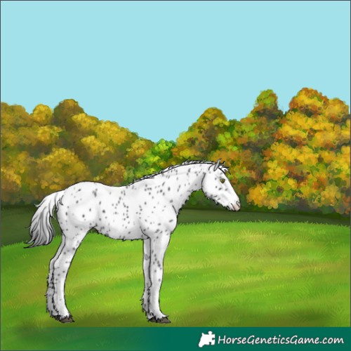 Horse Color:Black Appaloosa 