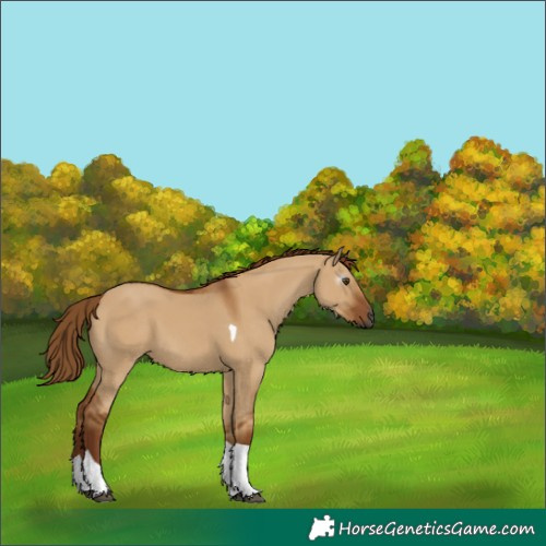 Horse Color:Gray Red Dun Tobiano 