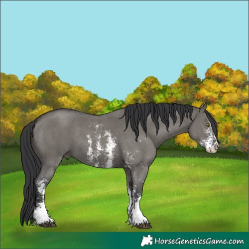 Horse Color:Grullo Sabino 