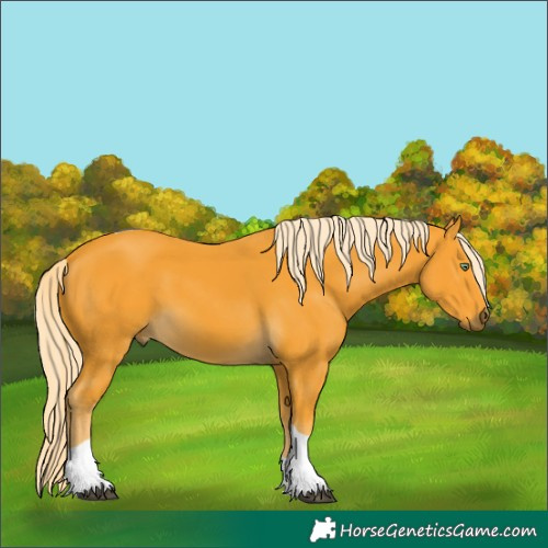 Horse Color:Palomino Tobiano 