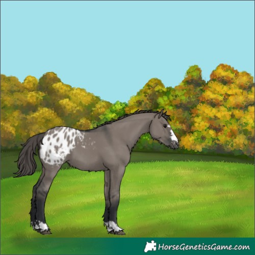 Horse Color:Grullo Appaloosa 