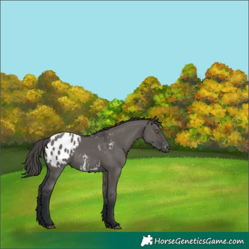 Horse Color:Grullo Appaloosa 
