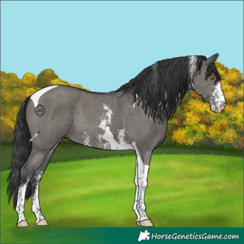 Horse Color:Grullo Sabino Tobiano Rabicano 