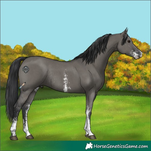 Horse Color:Grullo Sabino Rabicano 