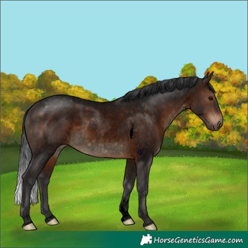 Horse Color:Void Brown Roan Tobiano Rabicano 
