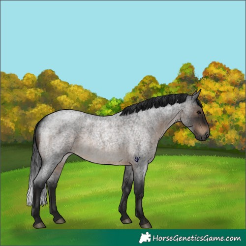Horse Color:Gray Brown Roan Rabicano 
