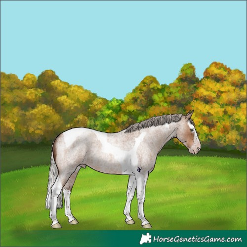 Horse Color:Gray Silver Sable Champagne Roan Splash Tobiano Rabicano 
