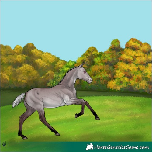 Horse Color:Void Chocolate Silver Brown Chinchilla Dun Tobiano Appaloosa 