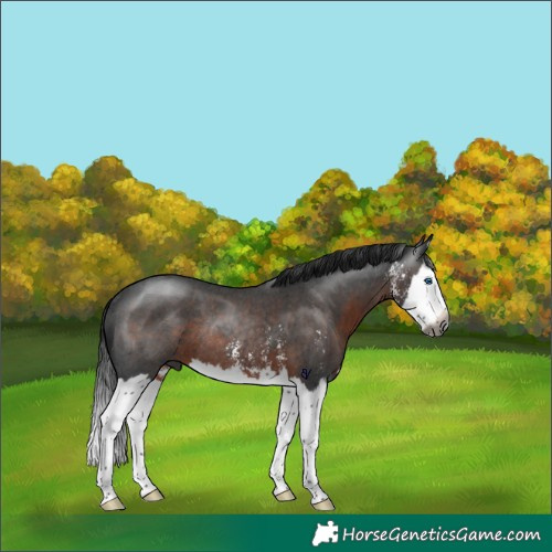 Horse Color:Gray Brown Sabino Splash Rabicano 