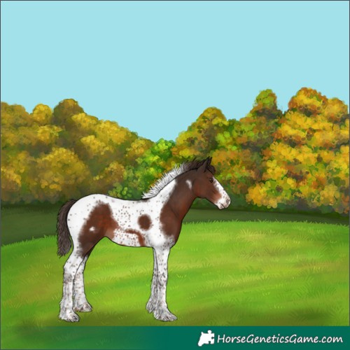 Horse Color:Liver Chestnut Tobiano Frame 