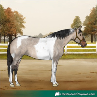 Horse Color:Brown Roan Dun Tobiano 