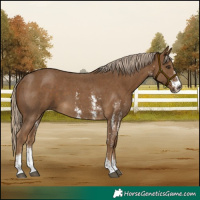 Horse Color:Chocolate Palomino Sabino 