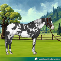 Horse Color:White Spotted Black Frame 