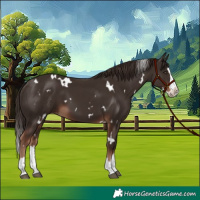 Horse Color:White Spotted Liver Chestnut Splash 