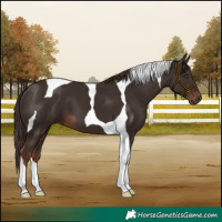 Horse Color:Liver Chestnut Tobiano 
