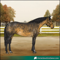 Horse Color:Buckskin 