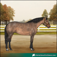 Horse Color:Brown Dun 
