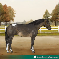 Horse Color:Buckskin Tobiano 