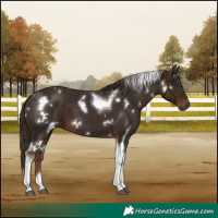 Horse Color:White Spotted Liver Chestnut Tobiano 