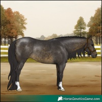 Horse Color:Buckskin Rabicano 