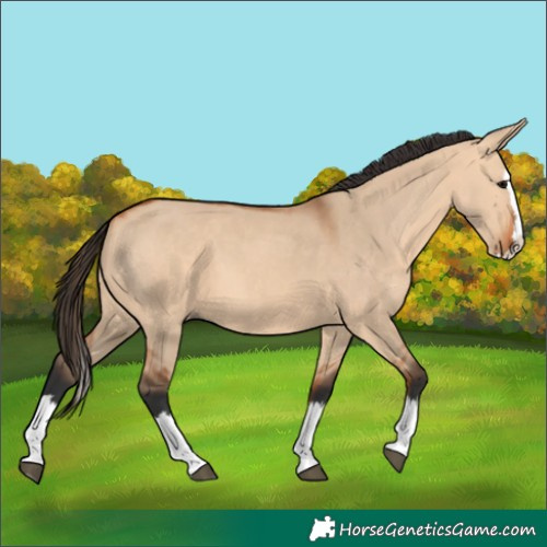Horse Color:Bay Dun Splash