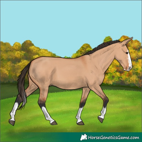 Horse Color:Bay Dun Splash 