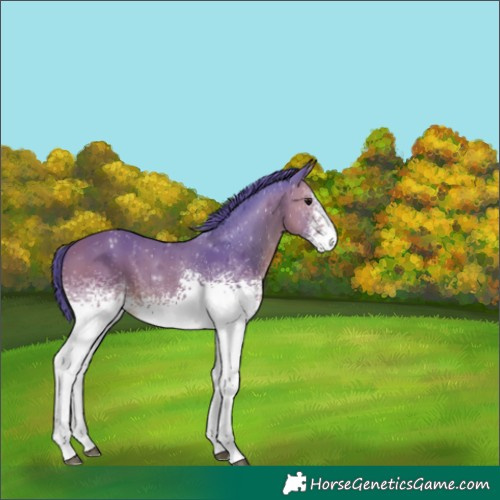 Horse Color:Watercolor White Spotted Bay Appaloosa 
