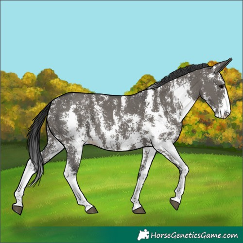 Horse Color:Grullo Sabino Rabicano