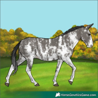 Horse Color:Grullo Sabino Rabicano