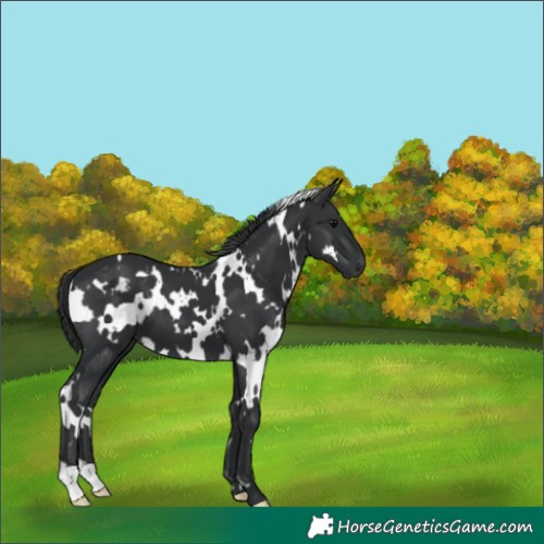 Horse Color:White Spotted Black Appaloosa 