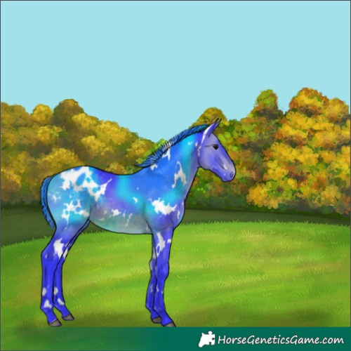 Horse Color:Watercolor White Spotted Bay Varnish 
