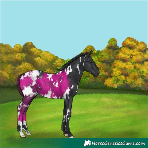 Horse Color:White Spotted Black Appaloosa 