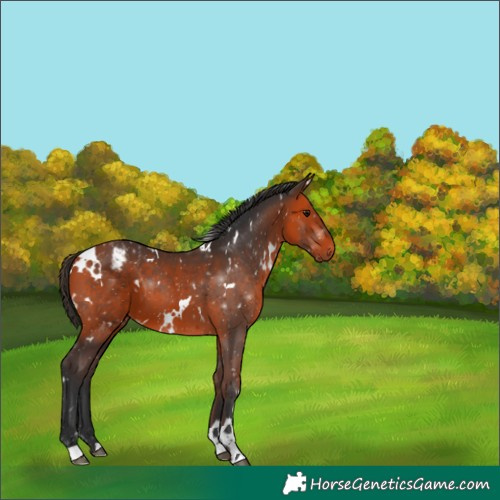 Horse Color:White Spotted Bay Varnish 
