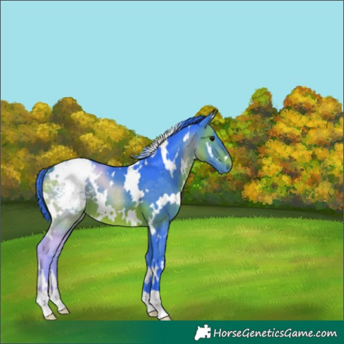 Horse Color:Watercolor White Spotted Bay Appaloosa 
