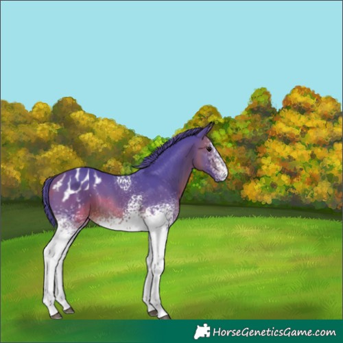 Horse Color:Watercolor White Spotted Bay Appaloosa 