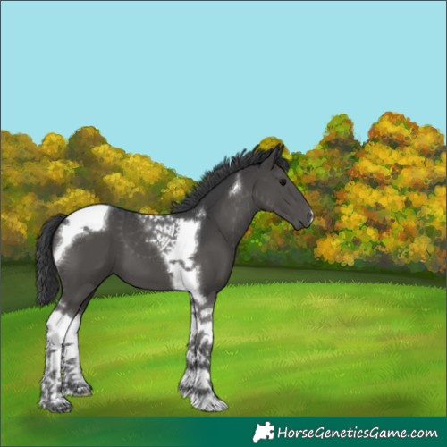 Horse Color:Black Tobiano 